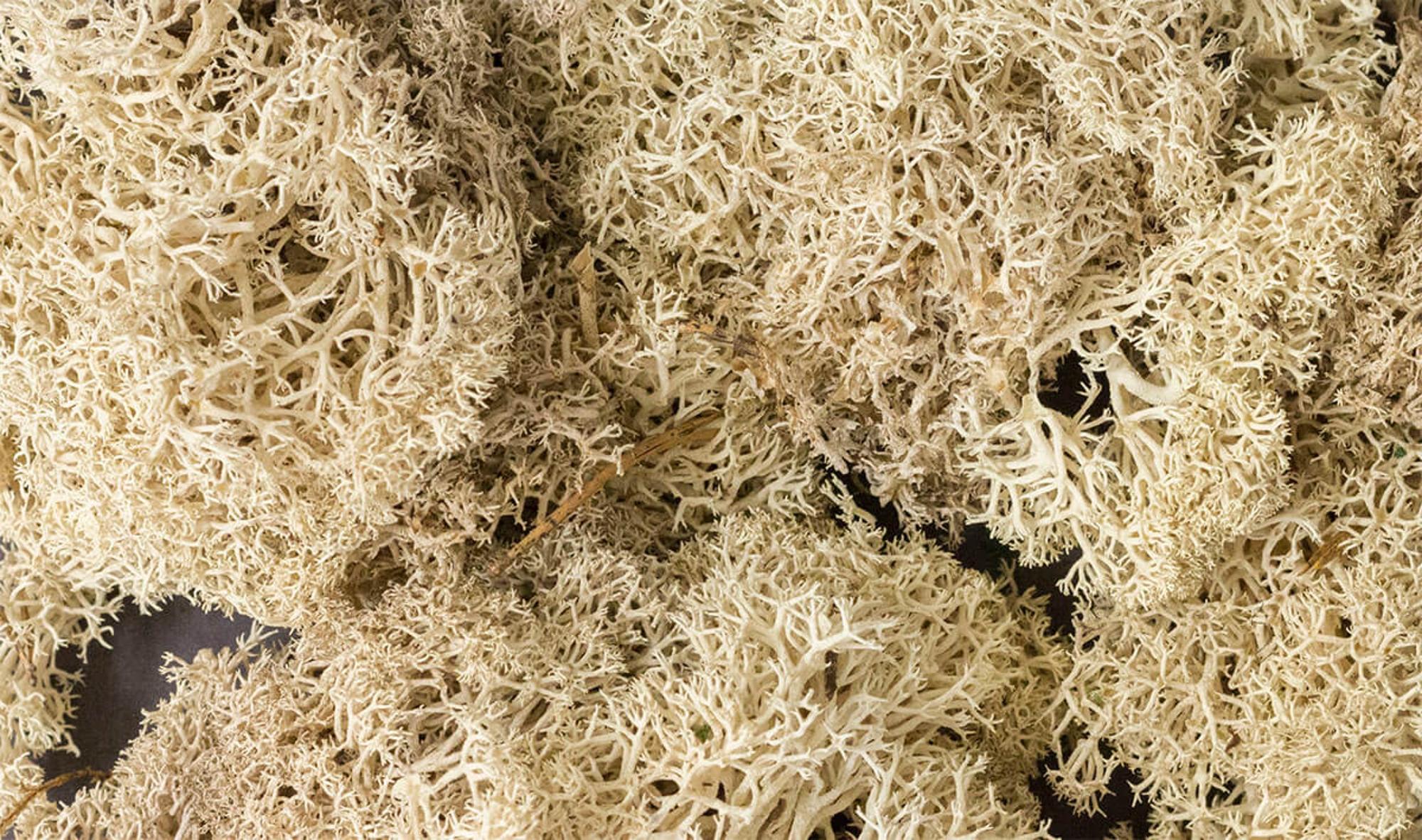 Woodland Scenics Lichen - Natural