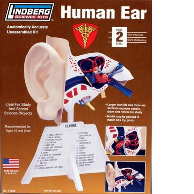 Full-Size Human Ear Scale Model Kit