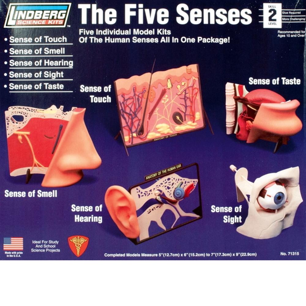 5 Senses Touch, smell ,hear, sight, taste Model Kit