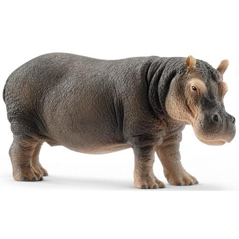 Hippopotamus 2018