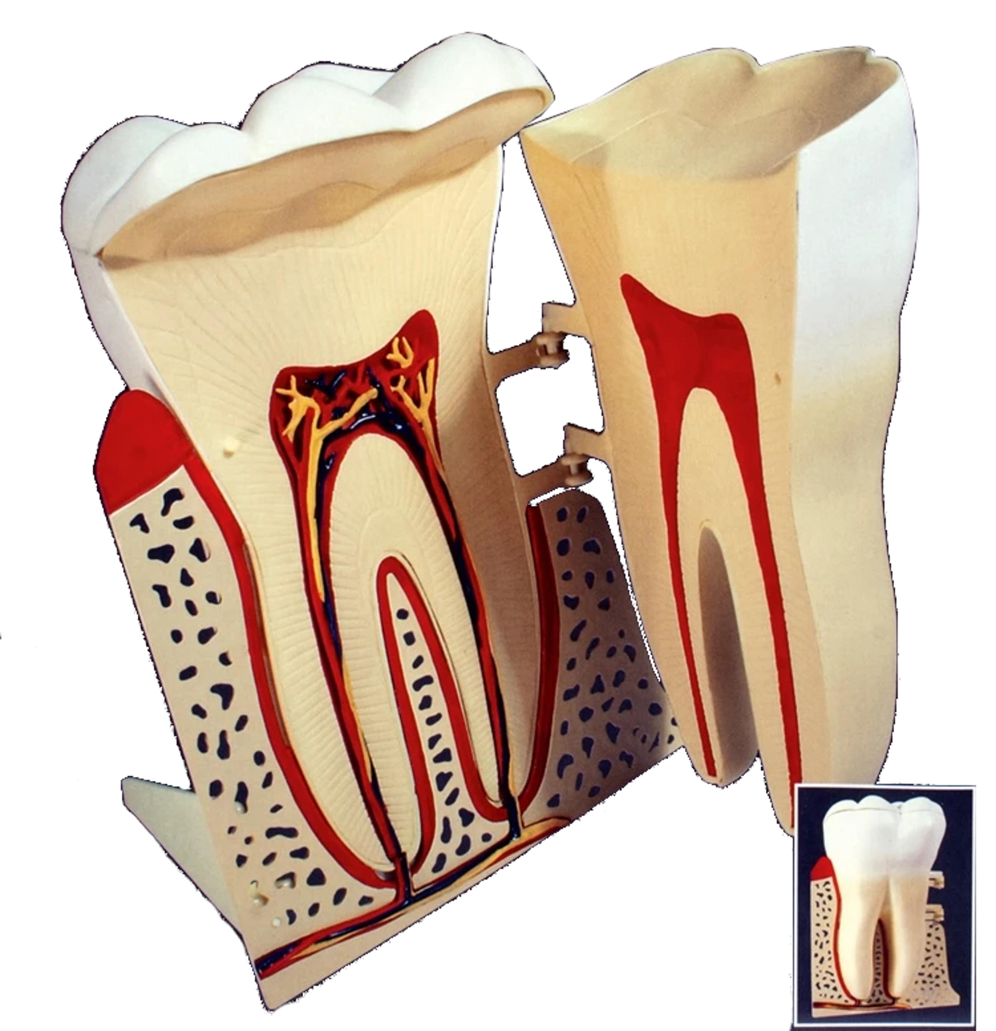 8/1 Human Tooth Model Kit