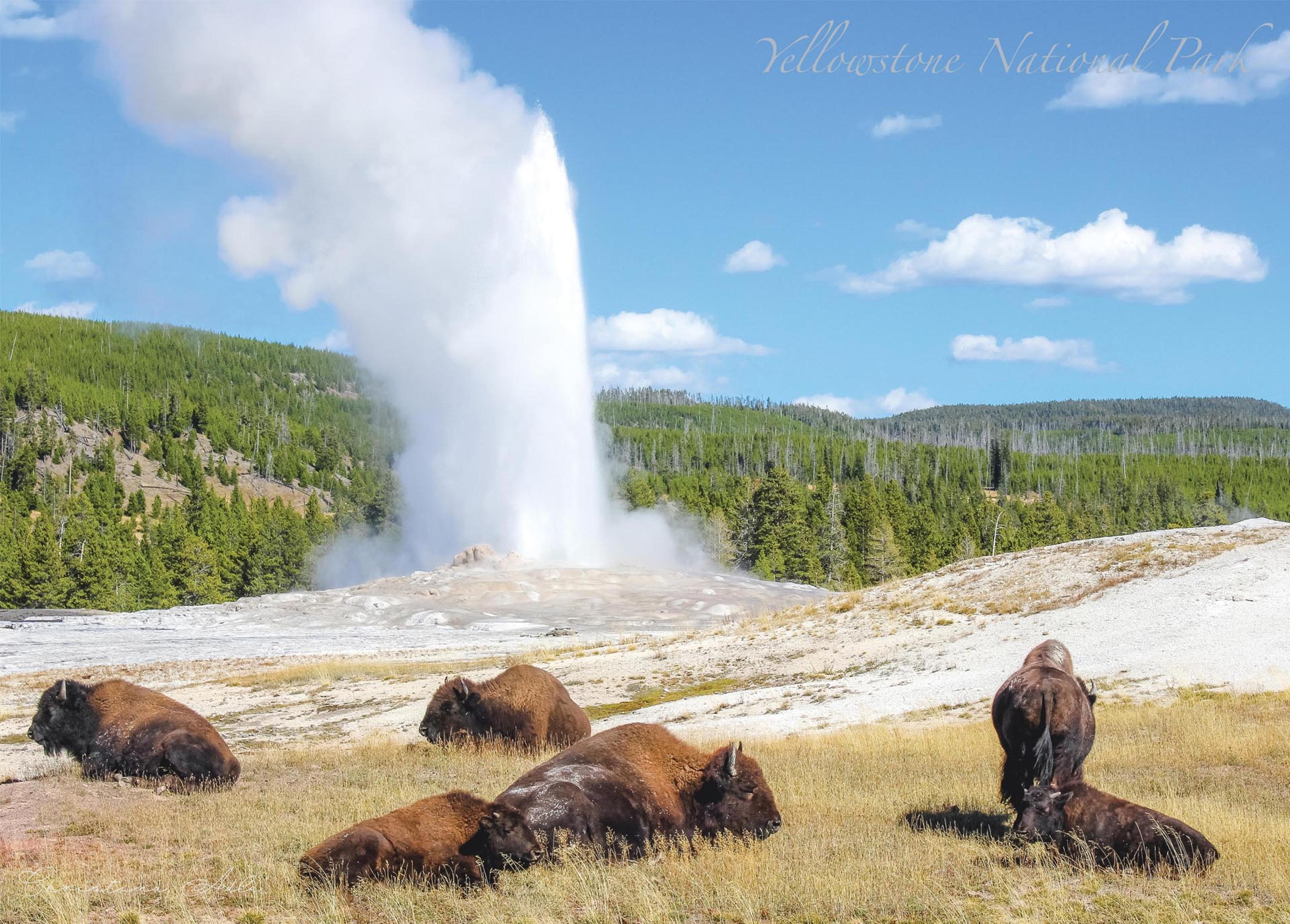 National Park Puzzles - Yellowstone National Park Bison Relaxing at Old Faithful (1000 pc)
