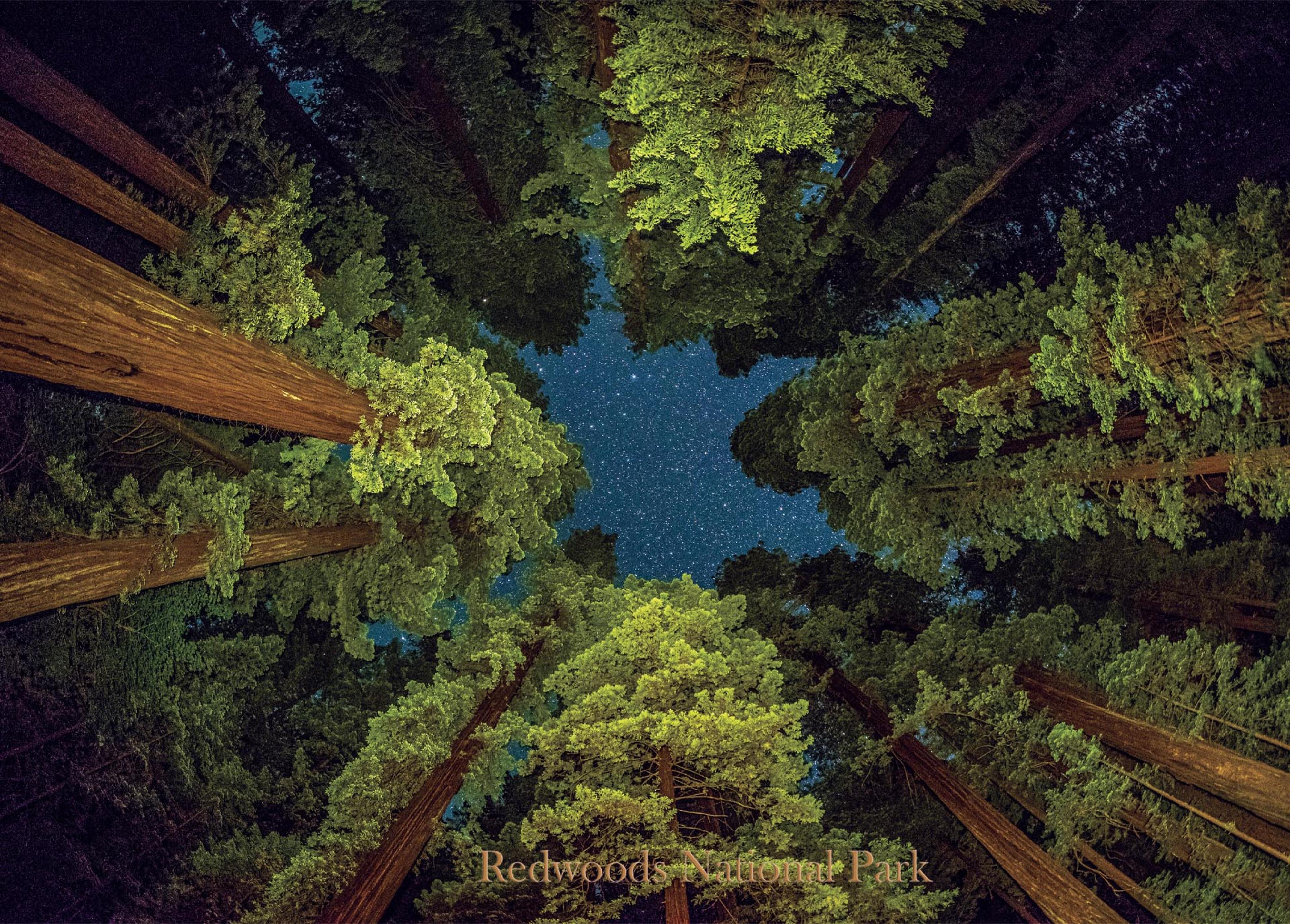 National Park Puzzles - Redwood National Park Starry Sky in the Woods (1000 pc)