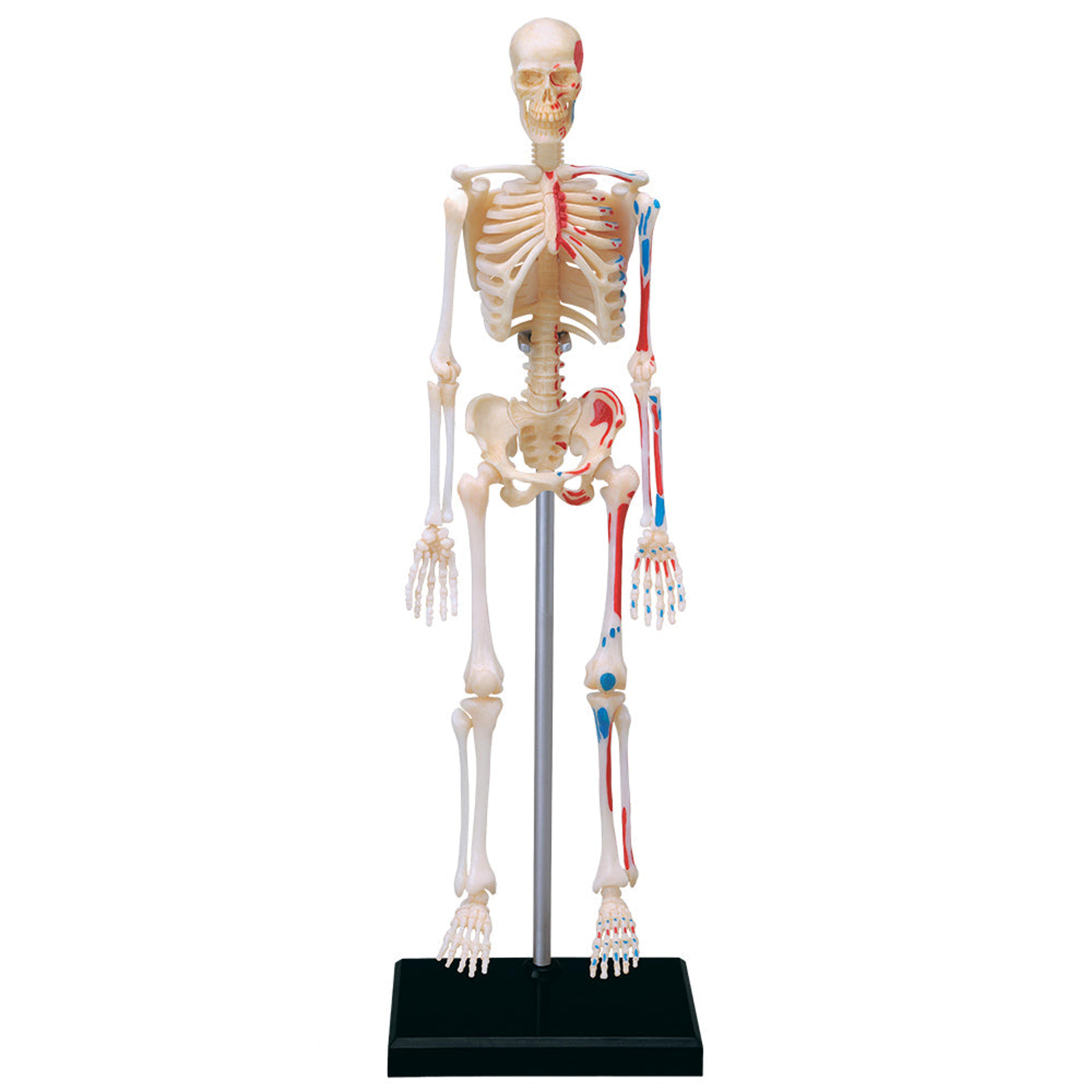 TEDCO 4D Skeleton