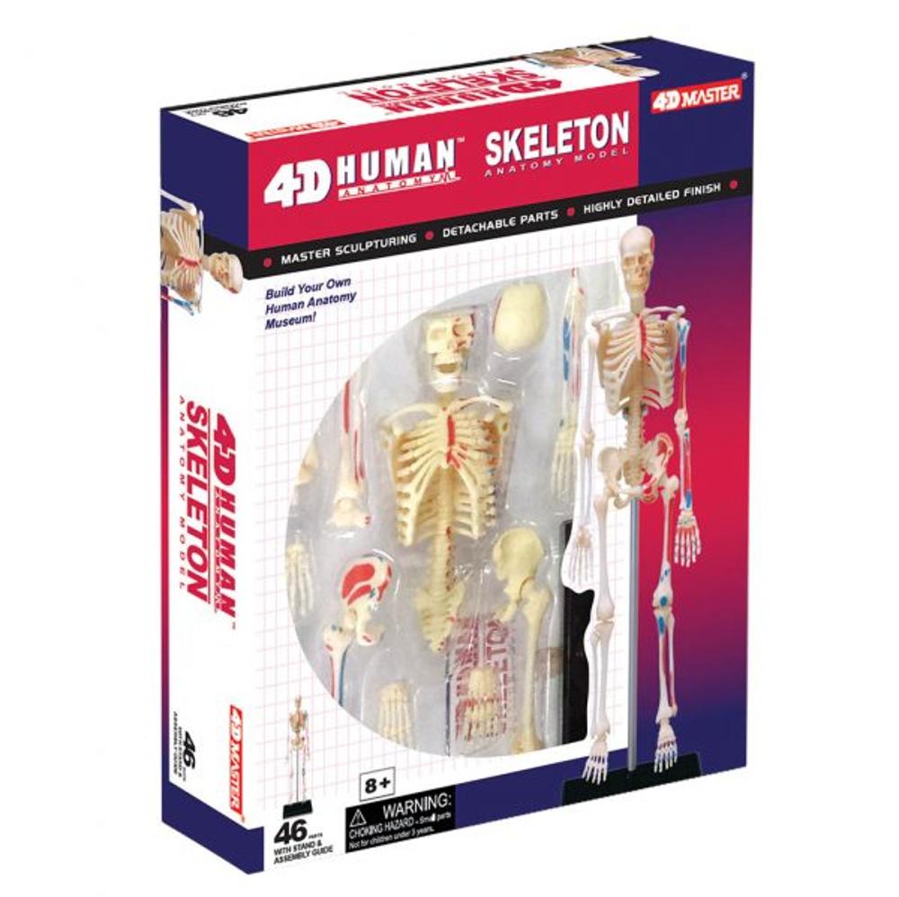 TEDCO 4D Skeleton